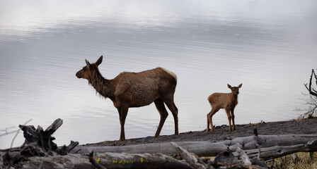 Elk mother and calf by Yellowstone Lake in American Landscape. Yellowstone National Park. United States. Nature Background.