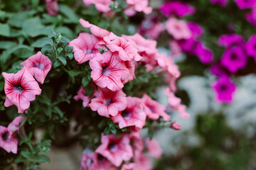 Beautiful pink petunia flowers on a summer street.