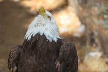 Close-up view a northern bald eagle looking up. White headed bald eagle.