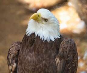 A northern bald eagle perched on a tree branch looking around.