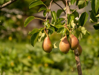 Tasty young healthy organic juicy pears hanging on a branch young tree