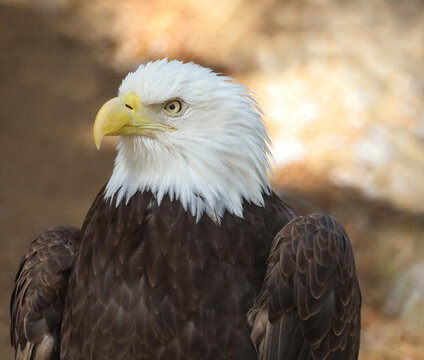Close up of an Alaskan bald eagle.