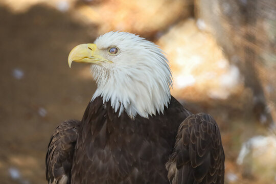 A northern bald eagle and a view of the third eyelid or nictitating membrane which protects the eye.