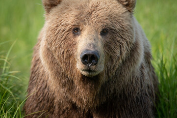 Face of Alaskan Brown bear