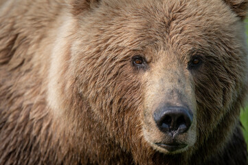 Fototapeta na wymiar Face of Alaskan Brown bear