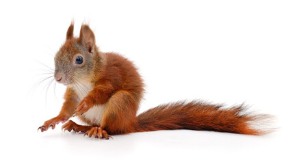 Eurasian red squirrel.