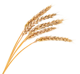 Ears of wheat. - 521502119