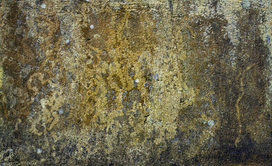 Concrete wall covered in moss and mildew texture