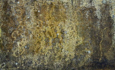 Concrete wall covered in moss and mildew texture