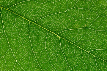 Leaf texture of wallnut tree, macro.