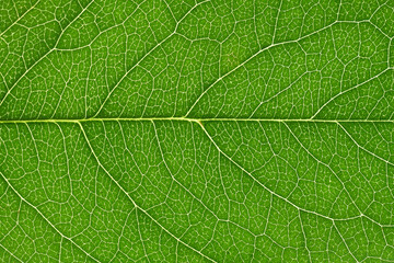 Leaf texture of wallnut tree, macro.