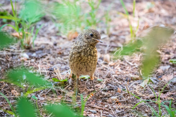 The common redstart, Phoenicurus phoenicurus, young bird, is sitting on a ground against a blurred background.