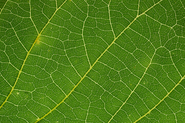 Leaf texture of wallnut tree, macro.