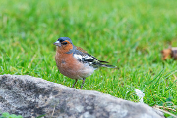Samiec zięby zwyczajnej