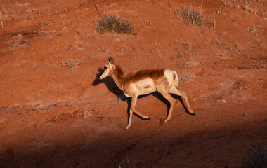 Antelope in the desert during morning sunrise. Utah, United States of America.