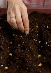 Planting corn seeds in the ground. In women's hands are corn seeds. The women's hand plants seeds in the ground in rows.