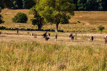 A lot of sheep grazing on dry field on sunny day.