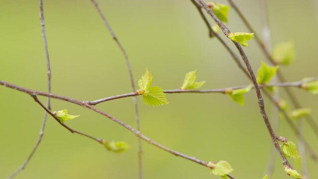 Warm spring day. Young fresh birch leaves on a blossoming tree branch betula pendula. Green tender leaves. Selective focus.