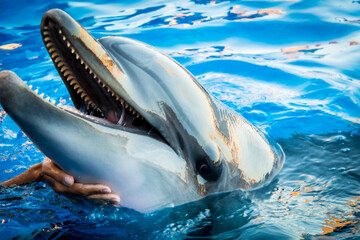 Dolphin smile in water scene with hand under throat