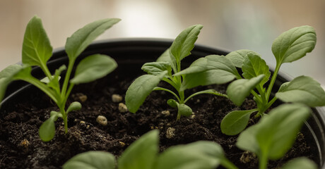 Seedlings in the ground. A green tomato sprout in a pot. The concept of agriculture.