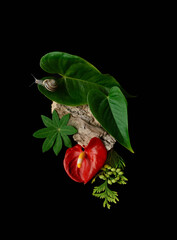 Snail with flowers and leaves on a black background