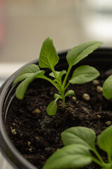 Seedlings in the ground. A green tomato sprout in a pot. The concept of agriculture.