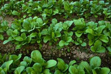 Mustard greens growing in farm fields