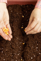 Planting corn seeds in the ground. In women's hands are corn seeds. The women's hand plants seeds in the ground in rows.