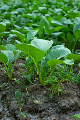 Mustard greens growing in farm fields