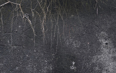 Cement wall with dried vines background texture