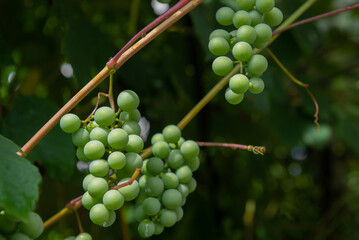 
Green bunches of grapes on a branch in the garden