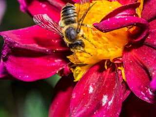 Bee 174