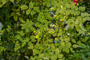 Obraz premium Leaves of wild rose flower