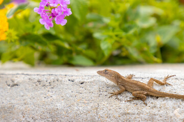 Anole lizard in garden