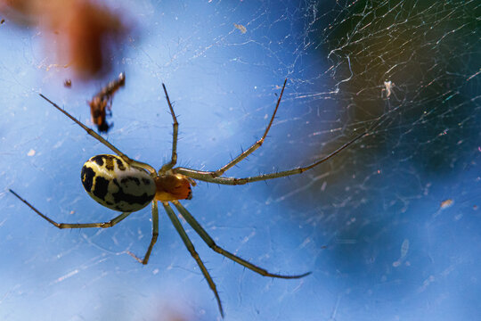 Linyphia. A picture of a spider on a web. Close-up.