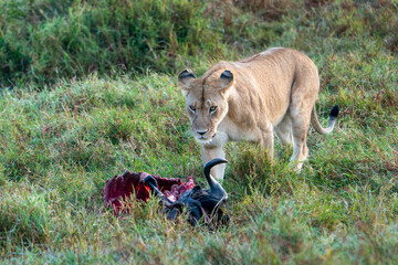 Lioness walking to fresh morning prey, Maasai Mara National Reserve, Kenya, Africa
