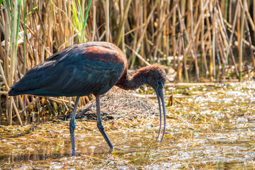 The glossy ibis, latin name Plegadis falcinellus, searching for food in the shallow lagoon.