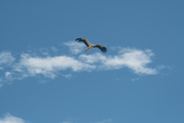 lonely bird in the sky