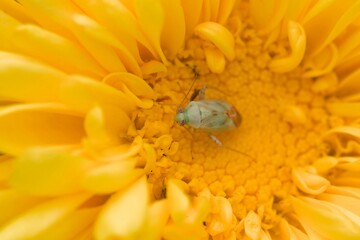 Orthostylus green bug on the yellow-colored flower of the daisy family. This green bug is very small which is plant eating bug of the miridae family. Used selective focus.