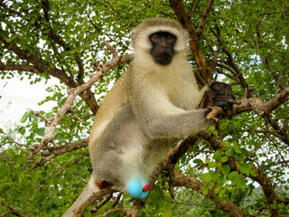 Male Vervet monkey (Chlorocebus pygerythrus)