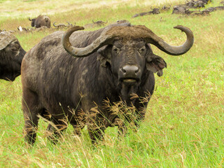 African Bufallo (Syncerus caffer)