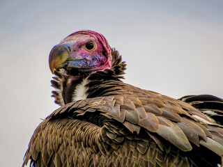 Lappet-faced vulture or Nubian vulture (Torgos tracheliotos) 