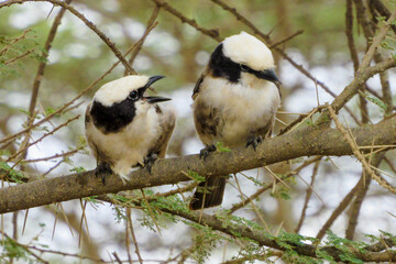 Obraz premium Southern white-crowned shrike (Eurocephalus anguitimens) 
