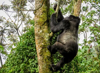 A male Mountain Gorilla climbing a tree at Bwindi Impenetrable Forest, Uganda