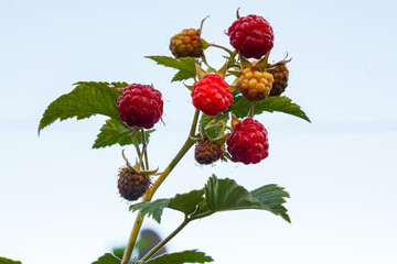 Branch with many raspberries