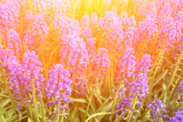 field of lupins at sunset, sunny natural background