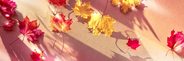 Panoramic Autumn banner with dry maple Fall leaves on cardboard background. Natural direct sunlight, long shadows.
