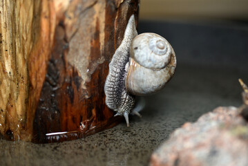 Grape snail on a tree near the water.