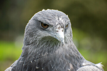 Geranoaetus melanoleucus, close-up of an eagle turning its head..