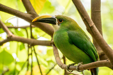 Emerald toucan or toucaneta on a nature background